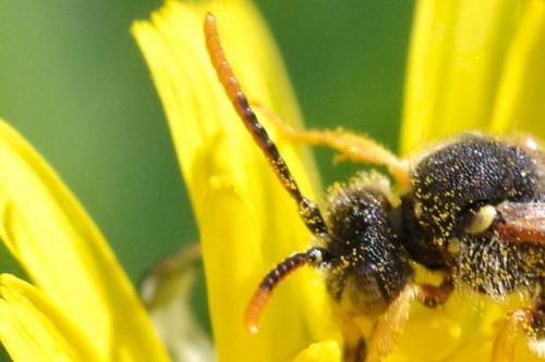 Nomada sp.